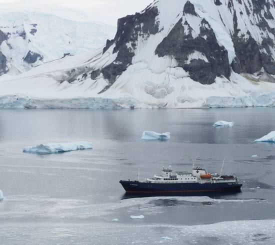Gentoo pingviner ved Port Lockroy, Antarktis
