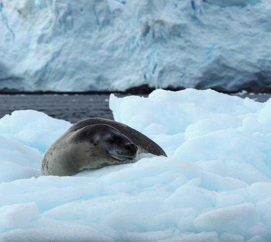 Pukkelhval på Antarktis