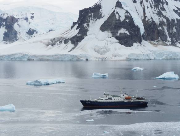 Gentoo pingviner ved Port Lockroy, Antarktis