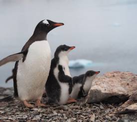 Gentoo pingviner med unger