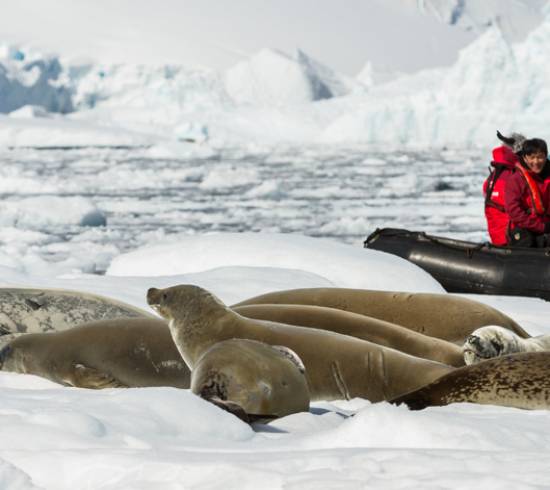 Sæler og Zodiac på Antarktis