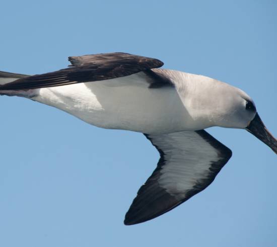 Albatros over Drakestræde