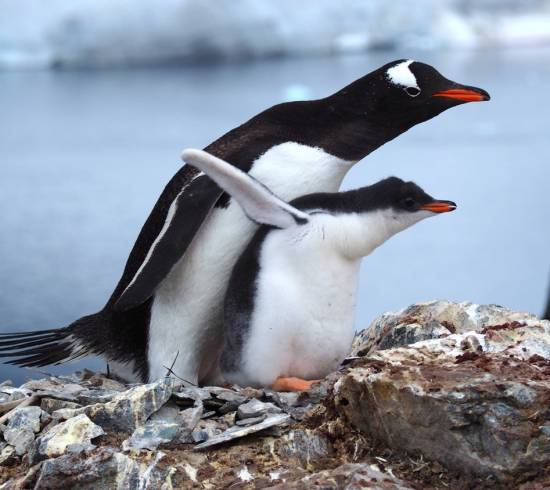 Gentoo pingviner med unger