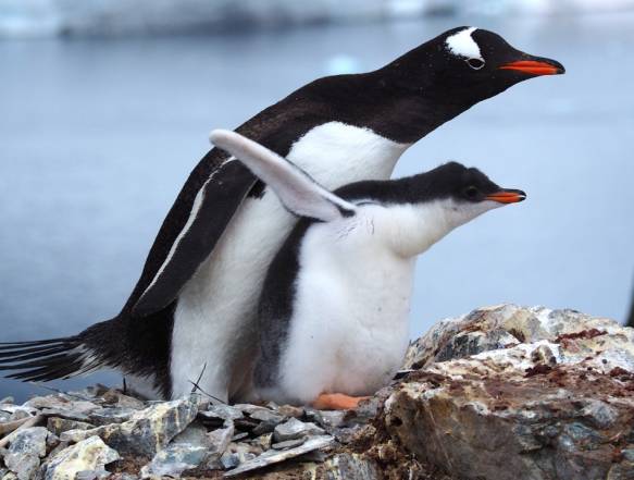 Gentoo pingviner med unger