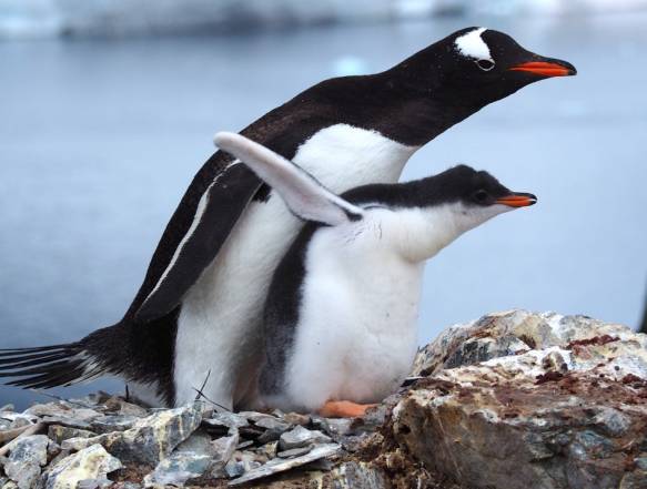 Gentoo pingviner med unger