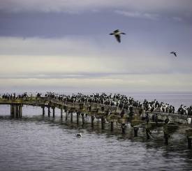 Punta Arenas til Antarktis
