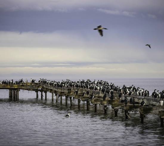 Punta Arenas til Antarktis