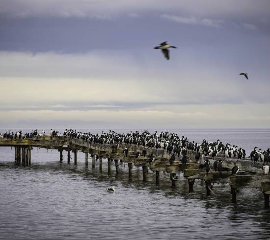Punta Arenas til Antarktis