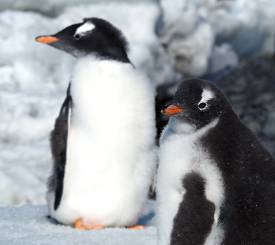 Pingviner på Antarktis