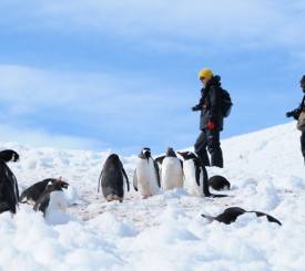 Pingviner på Antarktis