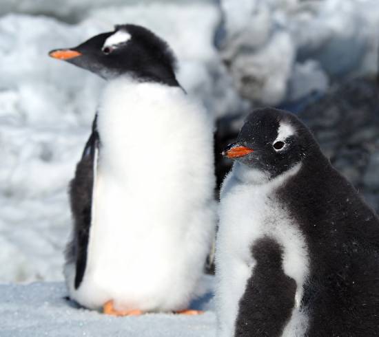 Pingviner på Antarktis