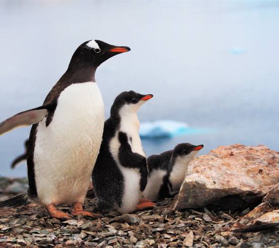 Sæl på isflage ved Antarktis