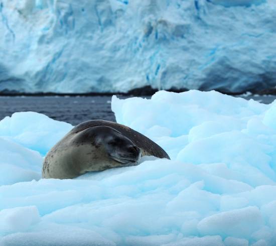 Kajaksejlads ved Antarktis
