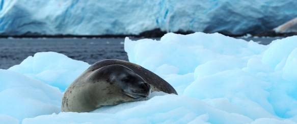 Kajaksejlads ved Antarktis