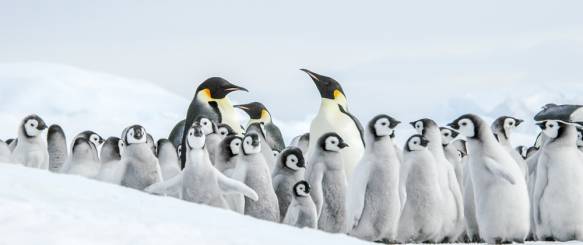 Kejserpingviner på Sydpolen