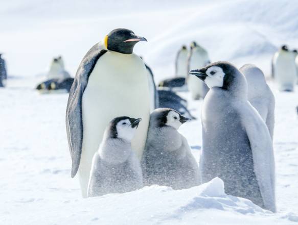 Kejserpingviner på Antarktis