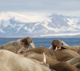 Sæler og Zodiac på Antarktis