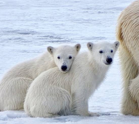 Isbjørne i Grønland