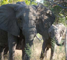 Elefanter i Moremi