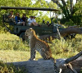 Leopard safari i Botswana