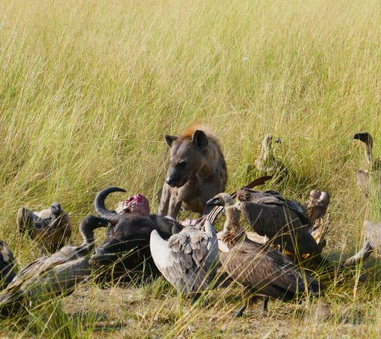 Hyæne i Botswana