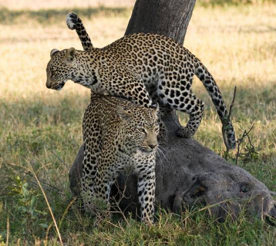 Botswana safarirejse