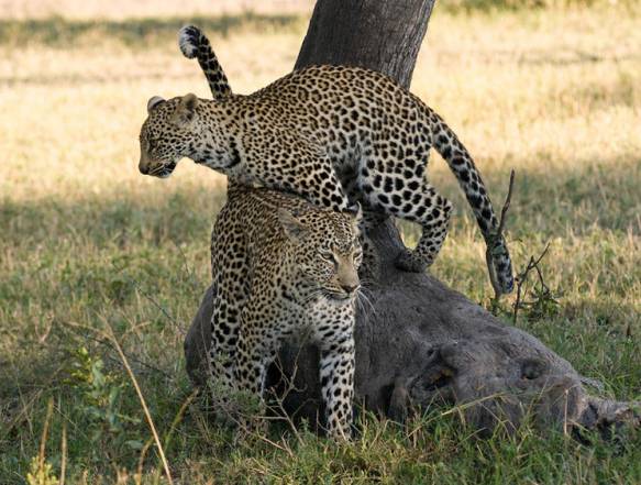 Botswana safarirejse