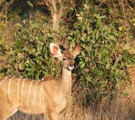 Antilope i Moremi
