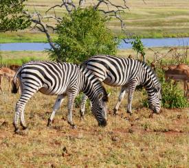 Zebraer i Botswana