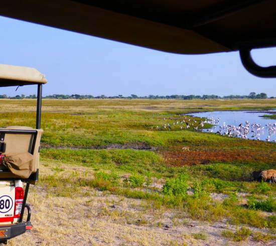 Safari i åben jeep