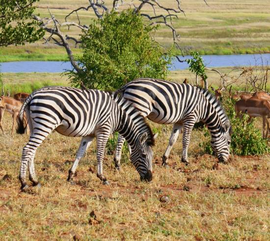 Zebraer i Botswana