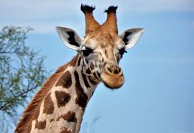 Safarirejser og natur