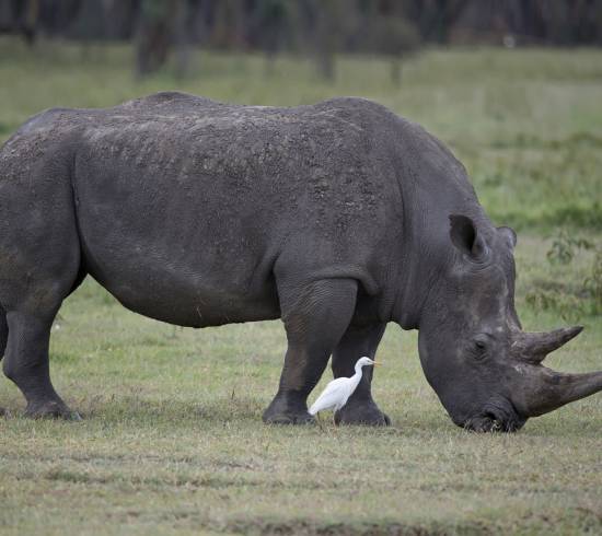 Lake Nakuru safari