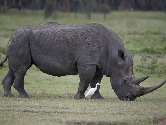 Lake Nakuru safari