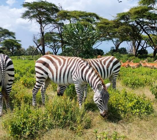 Walking safari i Lake Naivasha med Crescent Island