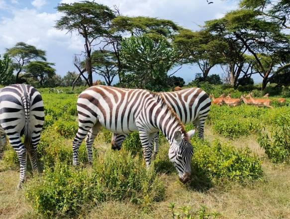 Walking safari i Lake Naivasha med Crescent Island