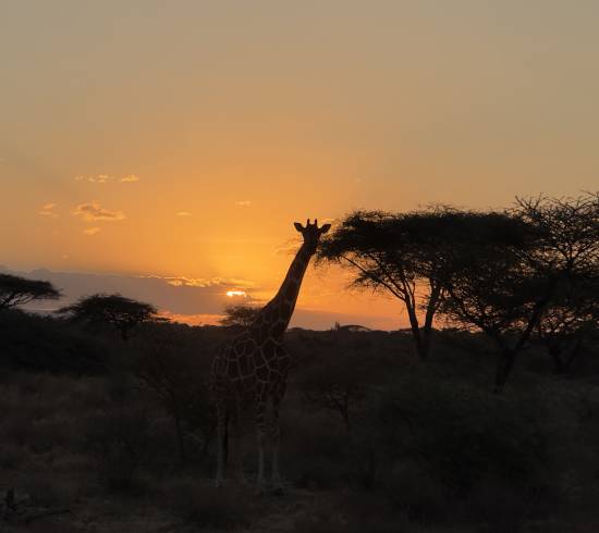 Kenya safarirejse Samburu og Masai Mara