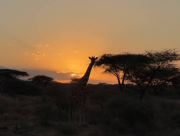 Kenya safarirejse Samburu og Masai Mara