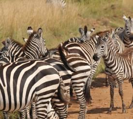 Temple Point Hotel Malindi