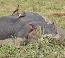 Ngamba Chimpanse reservat