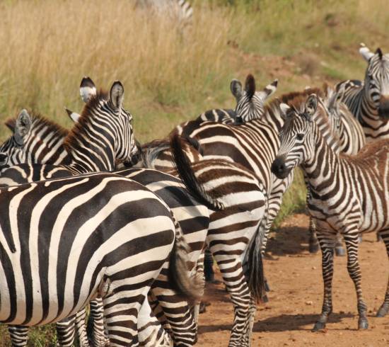 Temple Point Hotel Malindi