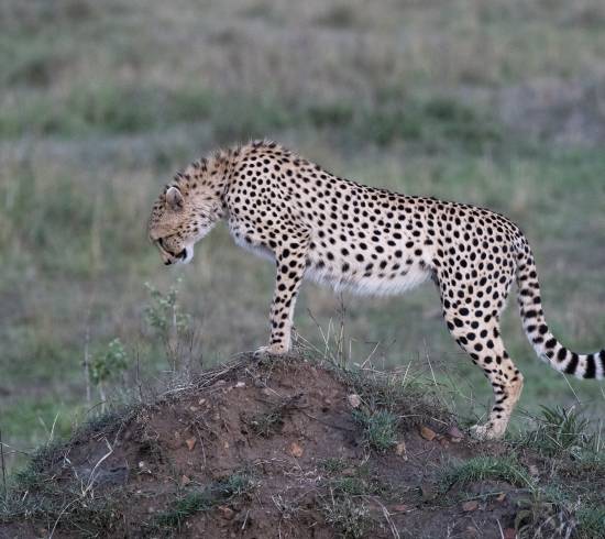 Cheetah gepard Masai Mara