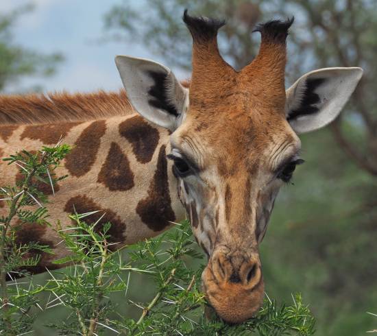 Masai Mara og og mod Kampala i Uganda