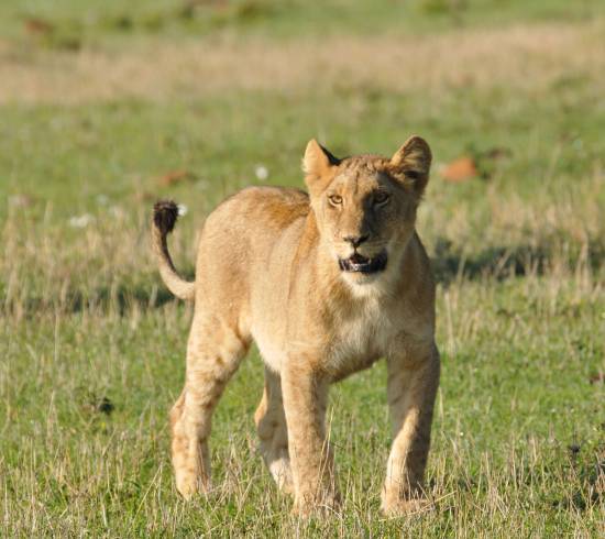 Queen Elisabeth National Park
