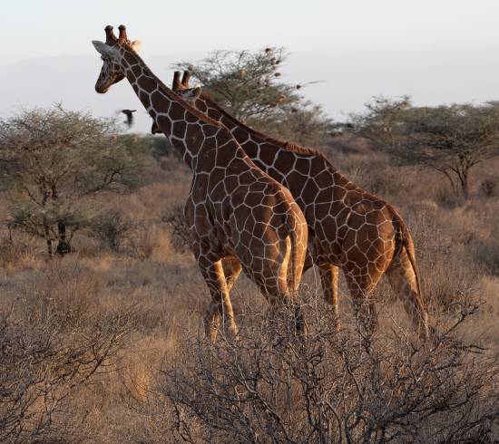 Samburu og Lake Nakuru