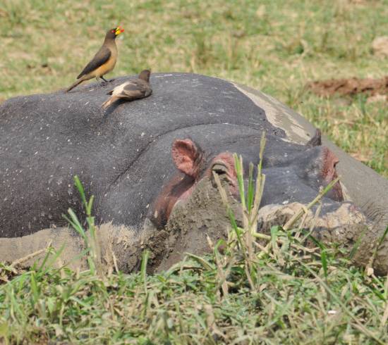 Ngamba Chimpanse reservat