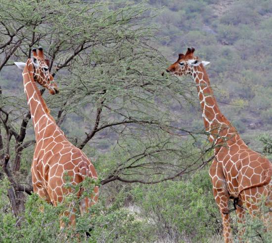 netgiraf Samburu - reticulata giraffe KiplingTravel