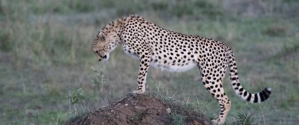 Cheetah gepard Masai Mara