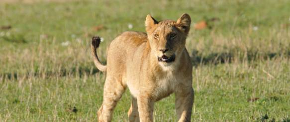 Queen Elisabeth National Park