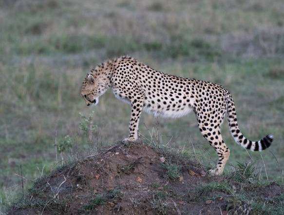 Amboseli safarirejse